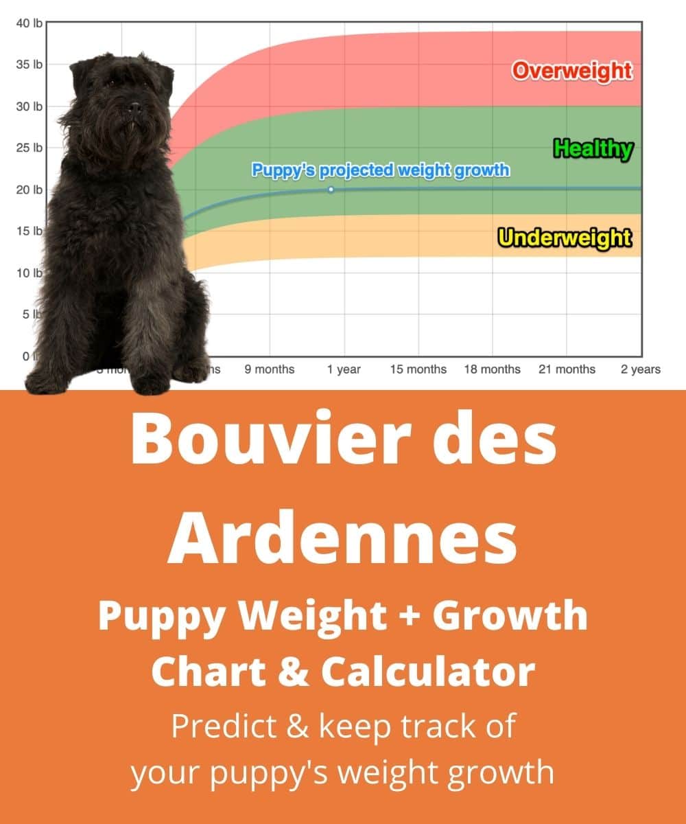 bouvier-des-ardennes Puppy Weight Growth Chart